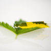 Cannabis Intelligence Oils