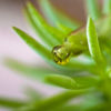 Cannabis Intelligence Oils